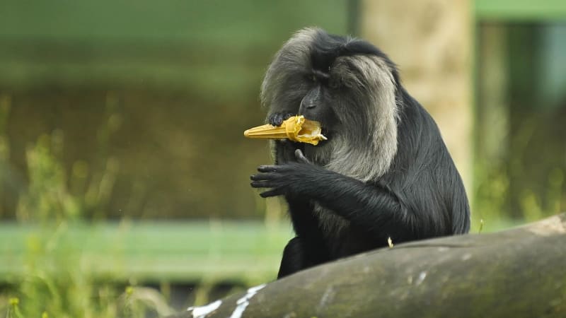 Plzeňská zoo zuří: Nekrmte naše zvířata. Vzácnou opici tam museli utratit