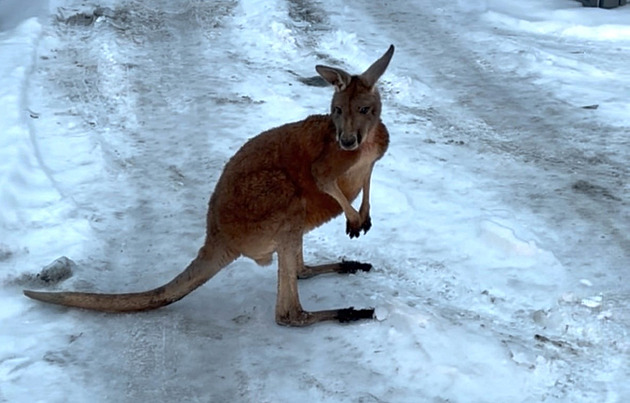 VIDEO: Uprchlý klokan skákal po silnici, z protijedoucích aut si nedělal hlavu