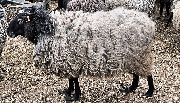 Ovce živořily v hrozných podmínkách. Na statku se našly i desítky mrtvých jehňat