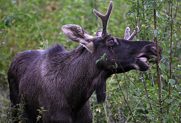 Rekapitulace putování losa Emila. Co ho teď na Šumavě pravděpodobně čeká