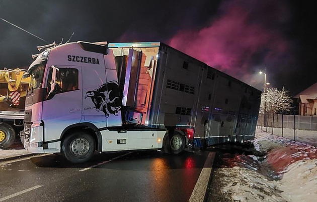 Sníh komplikoval dopravu na Vysočině. Havaroval kamion s dobytkem, nepřežily čtyři krávy