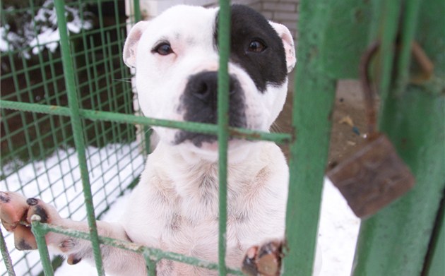 Snad ho to srovná, řekl soudce a potrestal muže na vyhození psa z pátého patra