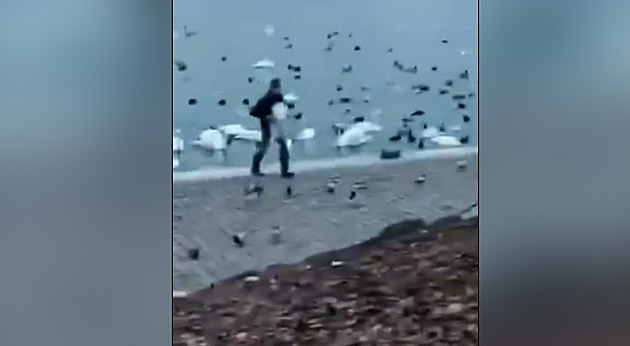 Muže natočili, jak chytil u Vltavy labuť a odnesl ji do auta. Hledá ho policie