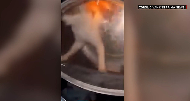 Mladiství utýrali kočku v sušičce, mrtvé zvíře předhodili psovi. Vše si natáčeli