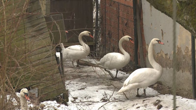 Muž podezřelý z krádeže labutí v Praze zmizel. Mám zákaz předat kontakt, řekla žena u jeho domu
