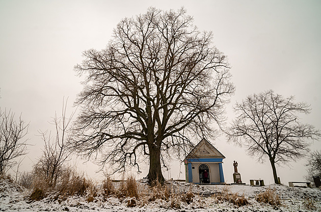 Stovky let staré majestátní stromy na Zlínsku potřebují ochranný zásah