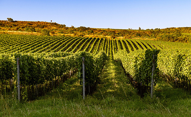 Problémy na vinicích odhalí v předstihu drony a AI. Poznají, že je réva ve stresu