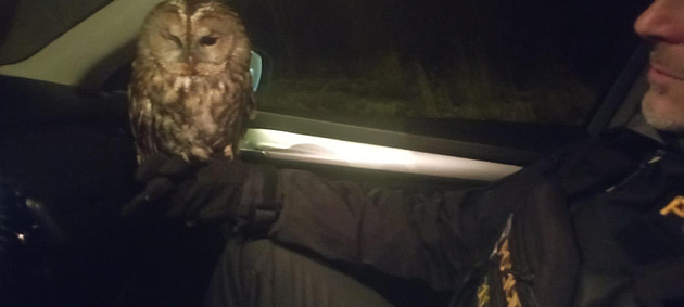 Zraněná sova nechtěla do přepravky, oblíbila si jednoho z policejních zachránců