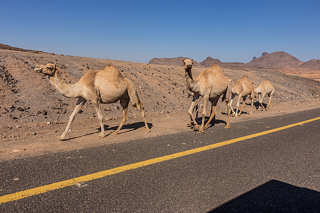 Velbloudi budou mít v Saúdské Arábii vlastní cestovní pasy, sedm let po ženách