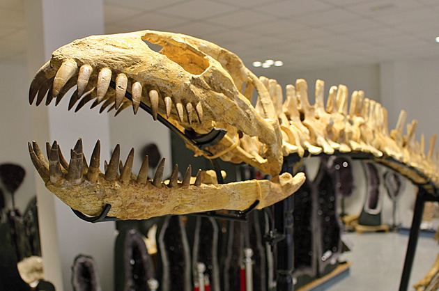 Kostru mořského ještěra vyjmuli na Sahaře do obvazů, k vidění je ve Dvoře