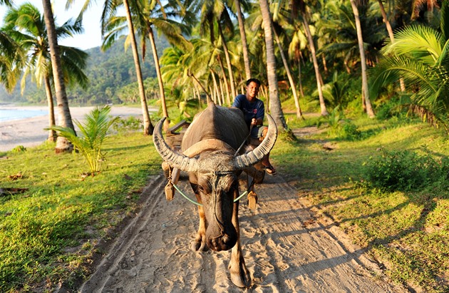 Šnorchlování se žraloky a čokoládové hory. Dejte zimě vale a objevte Filipíny