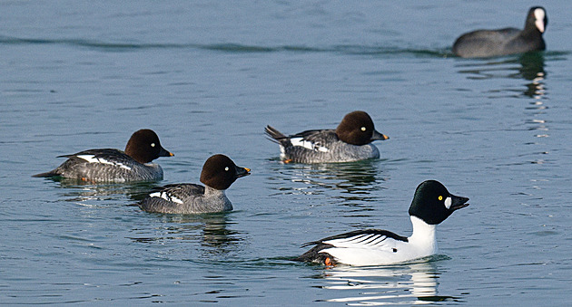 Nezamrzá a blízko je skládka. Jezero Most se v zimě mění v ptačí metropoli