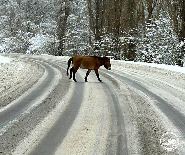 V černobylské zóně spatřili vzácného koně Převalského
