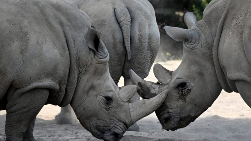 Pašerák schovával nosorožčí rohy v mase. Muži z Asie nyní hrozí desetileté vězení