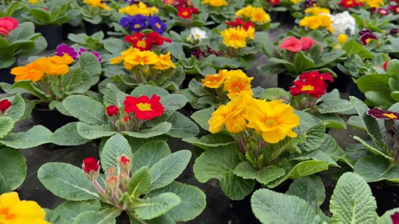 Pěstitelé mají plné ruce práce už v únoru. Připraveny mají první sazenice