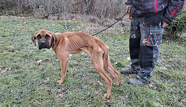Štěně za desítky tisíc našli přivázané za městem. Pes už byl na pokraji smrti