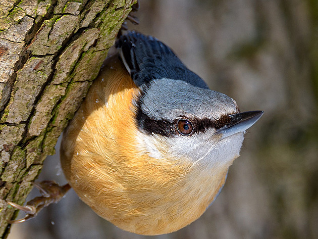Ptačí hodince se věnovalo 40 tisíc sčítačů, pozorováno bylo 800 tisíc ptáků